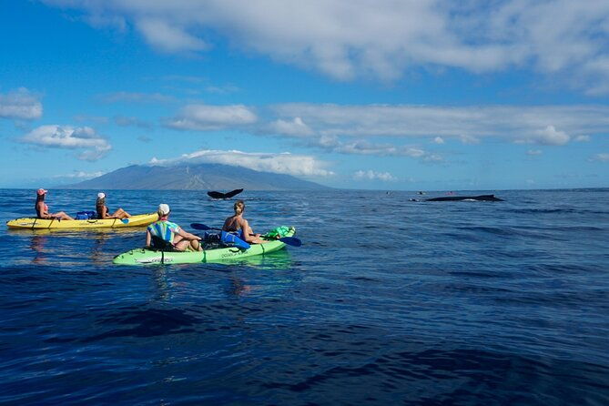 kayak-and-whale-watching-tour