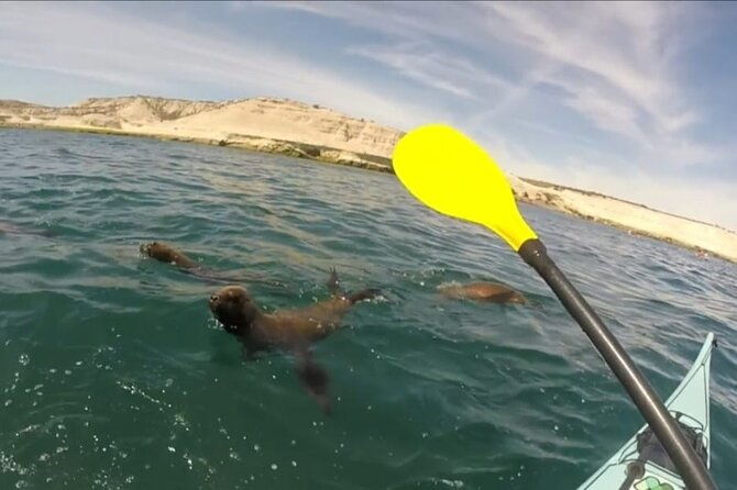 kayak-paddling-experience-with-sea-lions-in-puerto-madryn