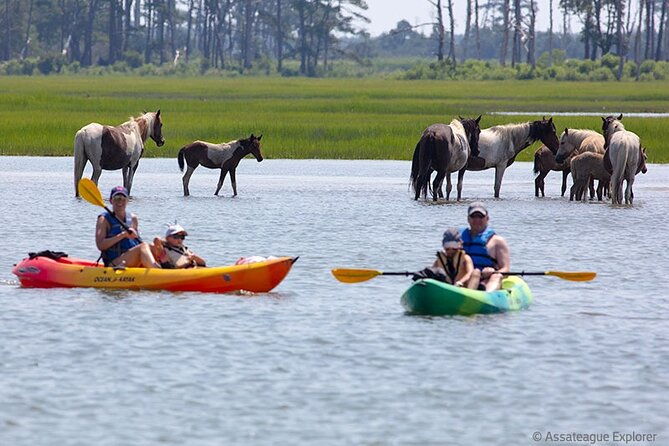 kayak-tour-along-assateague-chincoteague-island-virginia-2