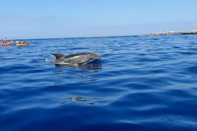 kayak-with-dolphin-turtle-watching-private-tour
