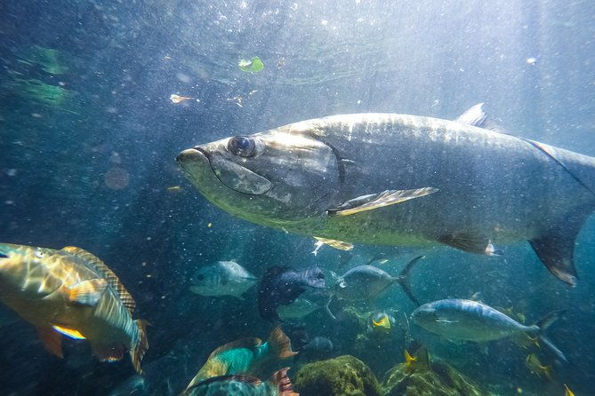 key-west-aquarium-admission