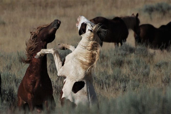 kicking-red-canyon-wild-mustang-bus-tour-deals-8am-daily-2