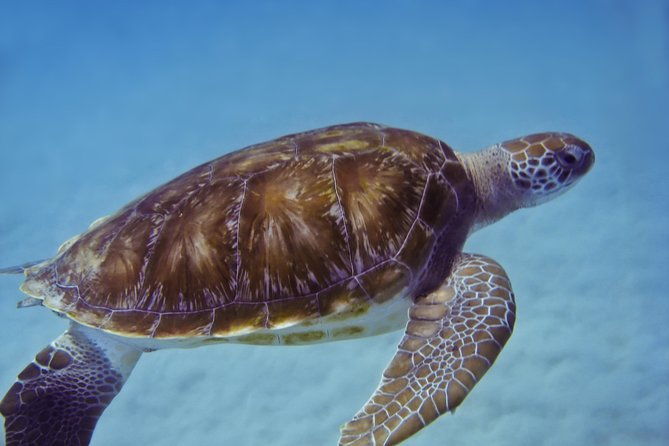 kona-shore-excursion-wild-dolphin-reefs-snorkel-and-sea-caves