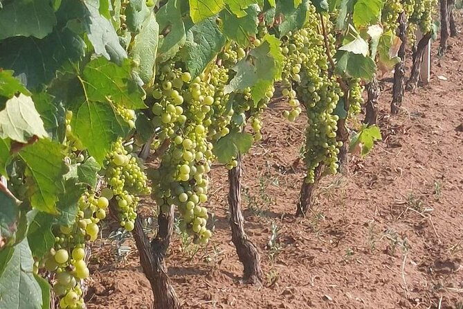 korcula-for-wine-lovers-posip-and-grk-wines-private-tour
