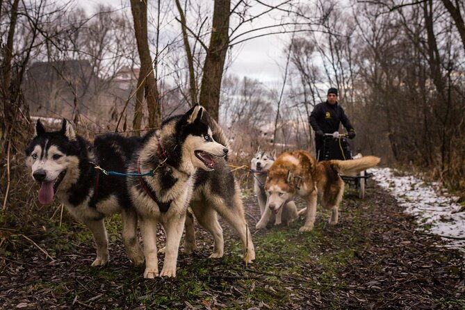 krakow-full-dog-sled-ride