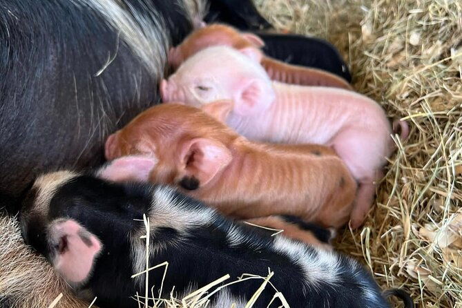 kunekune-pig-farm-tour
