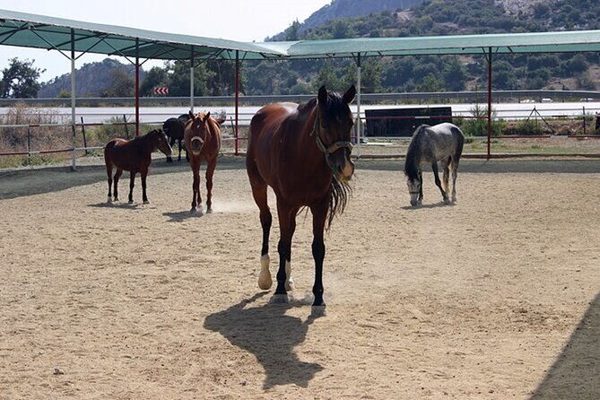 kusadasi-horse-riding-on-beach-and-through-the-river