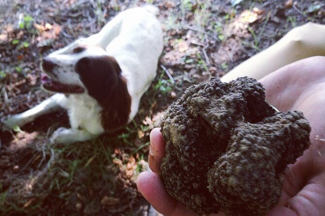 langhe-truffle-hunting-experience