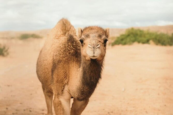 las-vegas-safari-tram-ride-and-zoo-tour-at-camel-safari