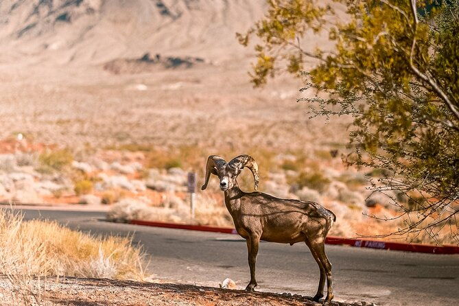 lasvegas-small-group-6hour-valley-of-fire-hoover-dam-boulder-city-2