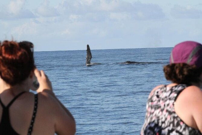 late-morning-whale-watch-cruise-from-abay