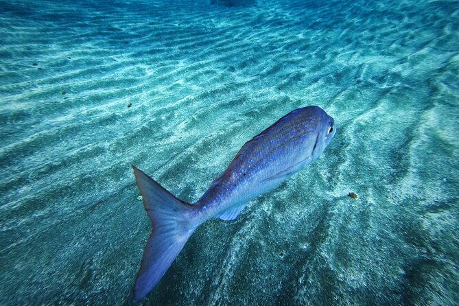 learn-scuba-diving-in-tenerife-with-photos-included