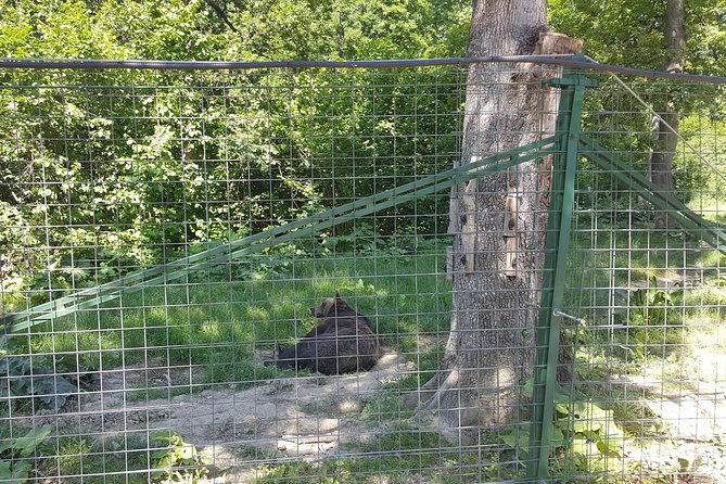 libearty-bear-sanctuary-zarnesti-small-group-trip-from-brasov-2