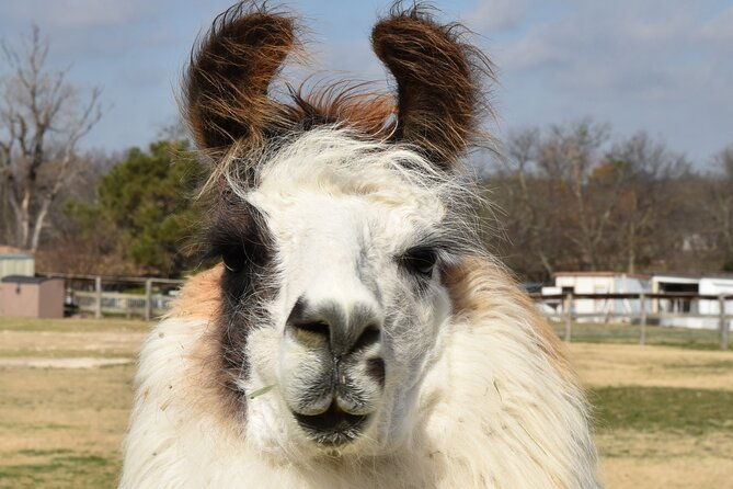 llama-encounter-at-shangrillama-castle