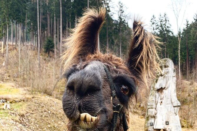llama-hike-through-the-wonderful-liechtenstein-mountains