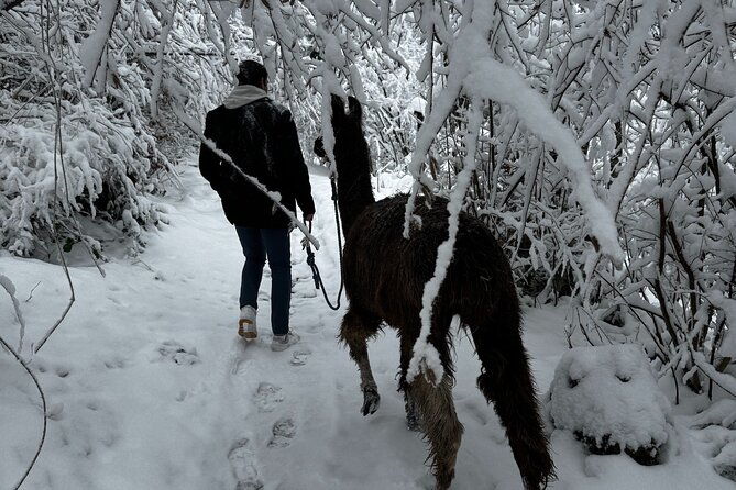 llama-hike-with-homemade-traditional-cheese-fondue