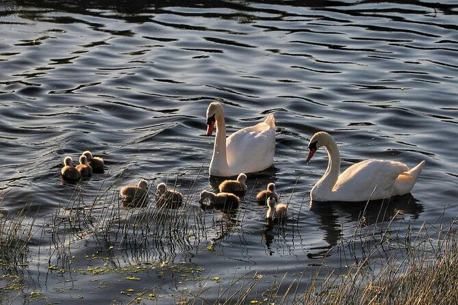 lough-corrib-history-and-scenic-lake-cruise-from-lisloughrey-pier-tour