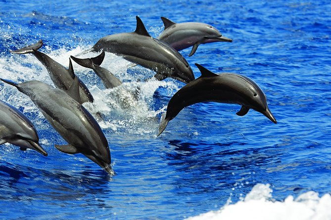 luxury-hawaiian-sea-turtle-dolphin-sail-and-kona-snorkel-2