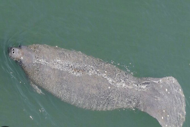 madeira-beach-shell-key-dolphins-half-day-private-boat-tour