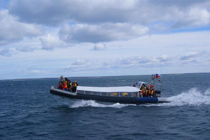 magdalena-island-penguin-tour-by-boat-from-punta-arenas