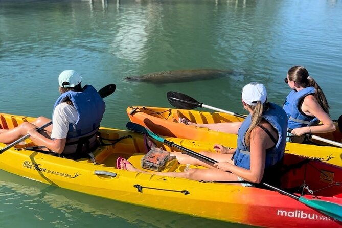 manatee-discovery-anna-maria-island