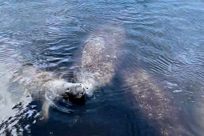 manatee-dolphin-and-10000-islands-eco-beach-tour-by-boat