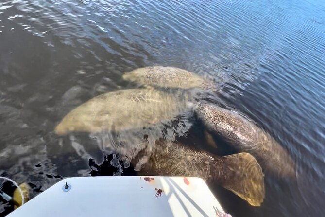 manatee-dolphin-and-10000-islands-sunset-cruise