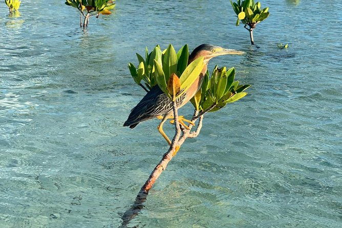 mangrove-iguana-clear-kayak-tour