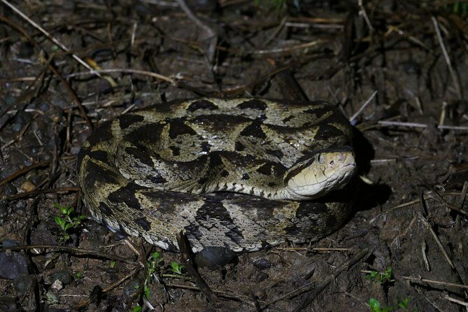 mangrove-night-tour