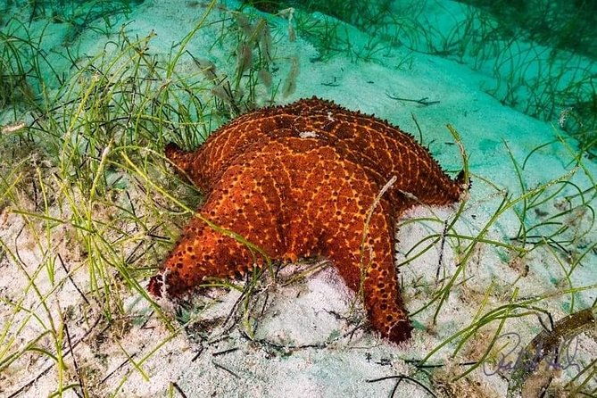 mangrove-tourhorseback-riding-snorkeling-and-beach-in-roatan