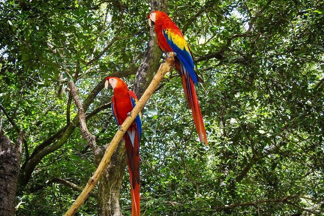 mangrove-tunnel-garifuna-villagefood-tastingwildlife-encounter