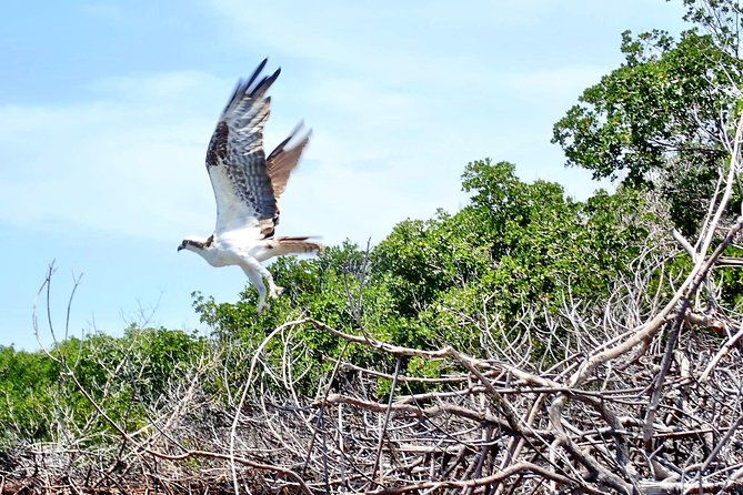 mangrove-tunnel-kayak-eco-tour