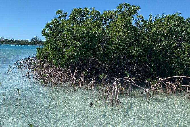mangroves-kayak-tour