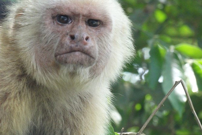 manuel-antonio-national-park-day-trip-from-san-jose