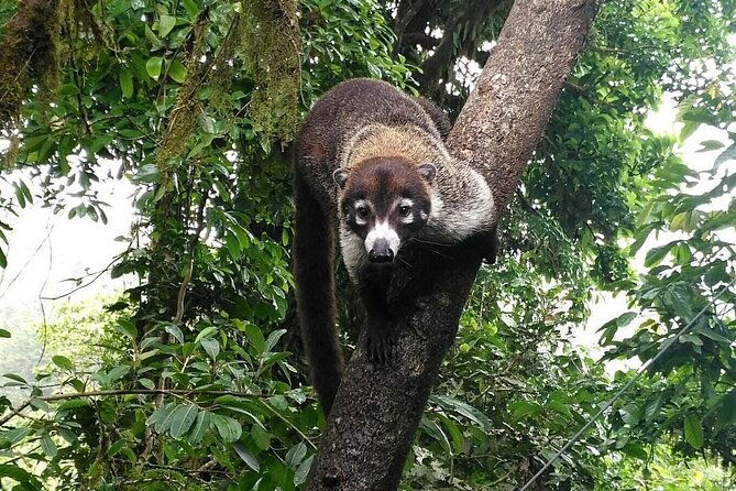 manuel-antonio-national-park-group-tour-park-ticket-not-included