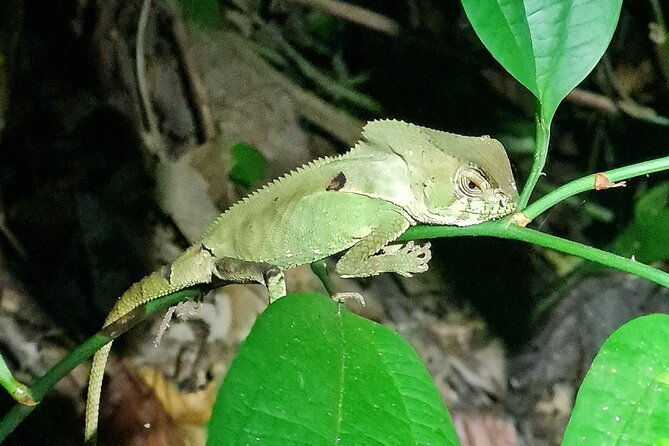 manuel-antonio-night-jungle-tour
