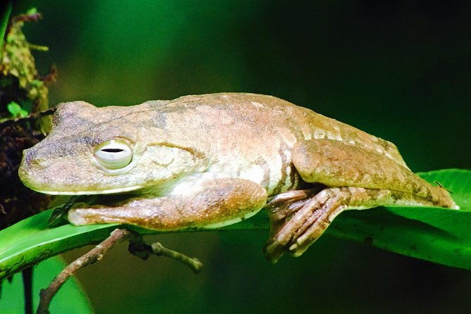 manuel-antonio-park-tour-and-its-amazing-wildlife-and-beaches