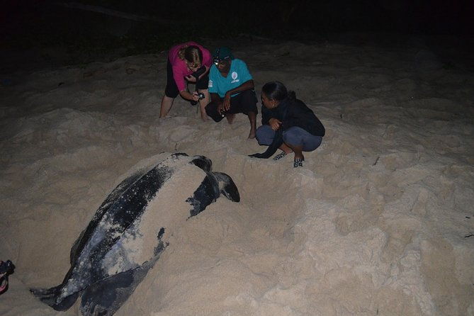matura-beach-turtle-watching-experience