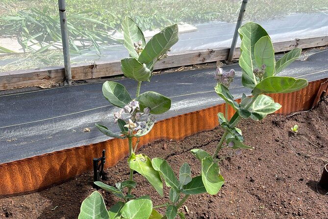 maui-butterfly-garden