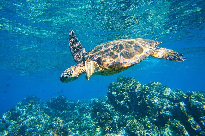 maui-south-shore-premier-kayak-and-snorkel-tour-from-makena-beach