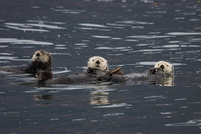 meares-glacier-cruise-excursion-from-valdez