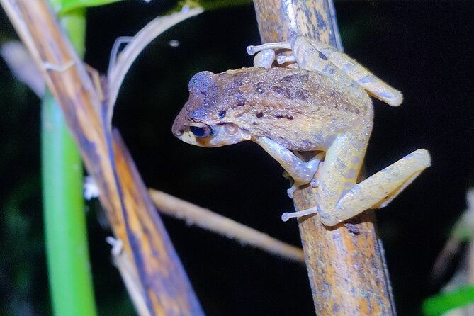 mesmerizing-night-walk-in-tortuguero