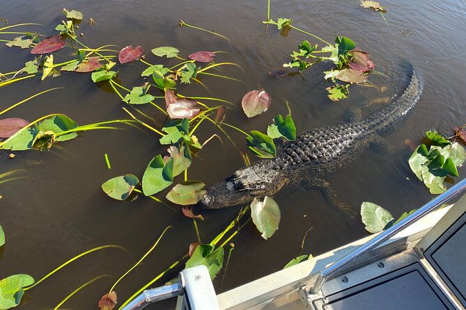 miami-beach-or-miami-everglades-wildlife-park-by-boat-bus