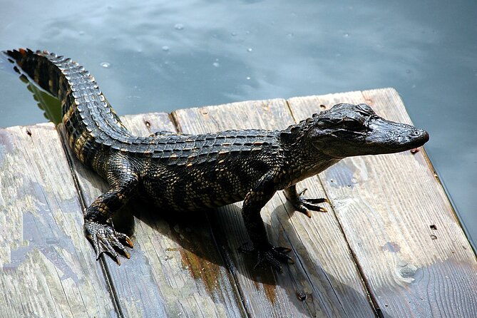miami-full-day-self-guided-sightseeing-tour-w-cruise-and-everglades-airboat