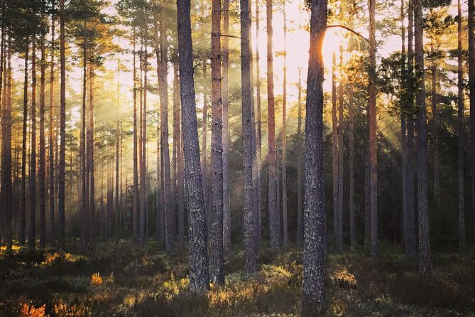 midnight-sun-and-campfire-forest-evening-hike-outside-stockholm-2