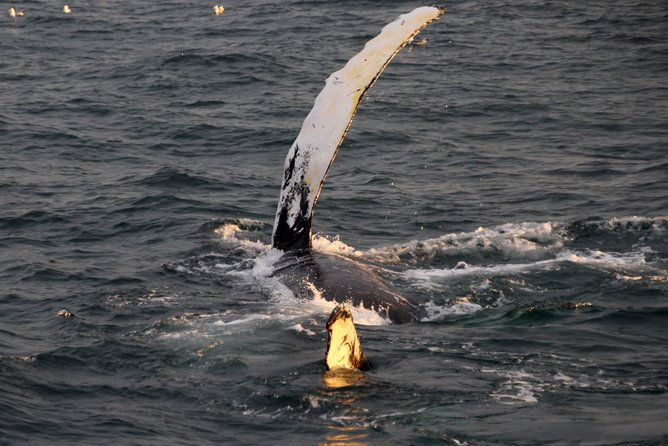 midnight-sun-whale-watching-from-reykjavik