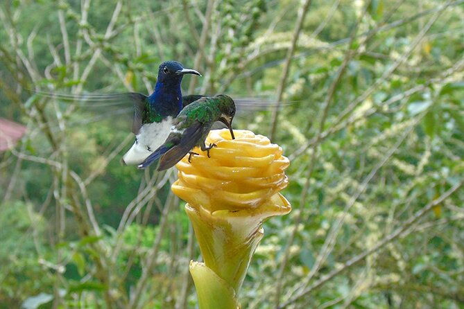 mindo-cloud-forest-from-quito