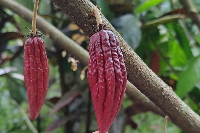 mindo-tour-with-traditional-breakfast-at-hummingbirds-sanctuary