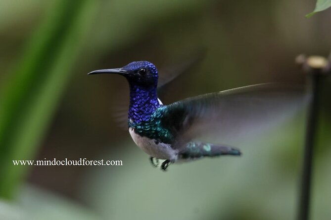 mindocloudforest-daytour-privateby-richard-hernandez-customizable