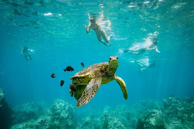 molokini-snorkel-whale-watching-from-kihei-2